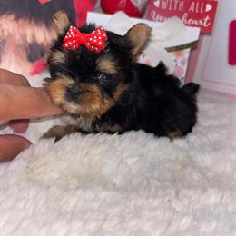 Gorgeous Yorkshire Terrier Puppies Ready for Forever Homes in Pharr, tx
