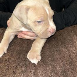 American Bully Puppies for Sale - 4 Weeks Old in Marion, oh