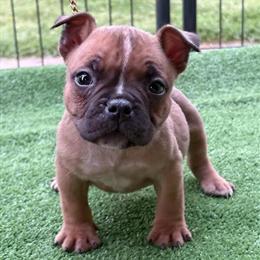 AKC Registered Puppies Available in South Carolina in Summerville, sc