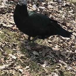 Muscovy Ducks for Sale: 2 White Hens and 2 Drakes in Romulus, mi