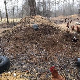 Healthy Jacky Roosters for Sale in Romulus, mi