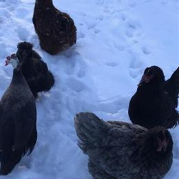Wyandotte Hens and Showgirl Silky Rooster for Sale in Romulus, mi