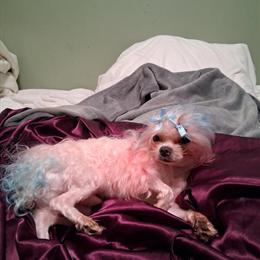 Maltese Puppy - 1 Year Old Male Ready for a Loving Home in Bloomfield, nj