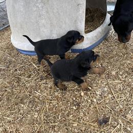 Rottweiler Puppies - 5 Weeks Old, Up to Date on Shots in Belleville, mi