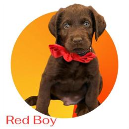 Labradoodles Ready for New Homes in Kernersville, nc