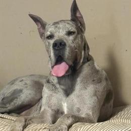 Great Danes - 2 Left, Male and Female, Ready Now in Dayton, oh