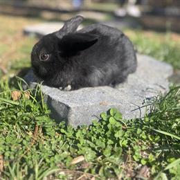 Holland Lop Buck Babies Available Now in Baltimore, md