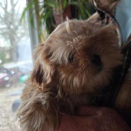Shih Tzu Puppies Available for $350 in Scottsville, ky
