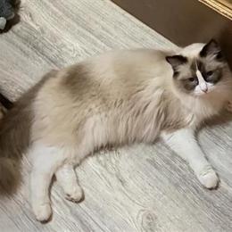 Ragdoll Cats Available for Adoption in Denver, co