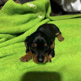 Male Dorkie Puppy Available in Ashburn, va