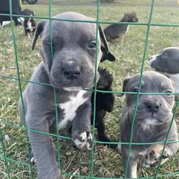 Pitbull Puppies Ready for Their Forever Home in East Peoria, il