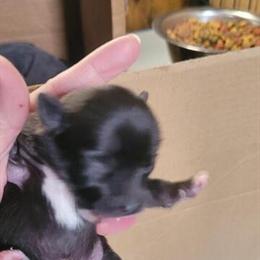 Chihuahua Puppies Available in East Peoria, il