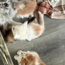 Maine Coon Kittens Available - Born 12/15/25 in Lonsdale, mn