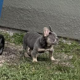 Blue & Tan Female Puppy Ready for New Home in Georgetown, sc