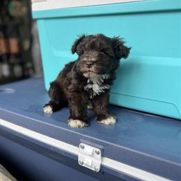Mini Schnauzer Boy Available in Davenport, fl