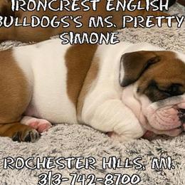 English Bulldog puppies available now in Rochester, mi