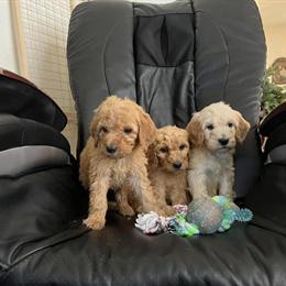 Goldendoodles F1 and F1B for Adoption in Colorado Springs, co