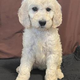 AKC Standard Poodle Puppies Available in Colorado Springs, co