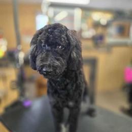 Female puppy available from litter born on 6/11/2025 in Reed City, mi