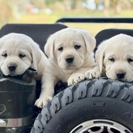 English Labrador Puppies Available for Adoption in Canby, or