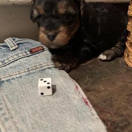 Male Yorkipoo Puppies Ready for Adoption in Ithaca, mi