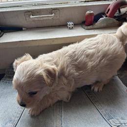 Morkiepoo Male Puppy Ready April 3 in Ithaca, mi