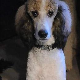 Standard Poodle Valentino Looking for a Loving Home in Reed City, mi