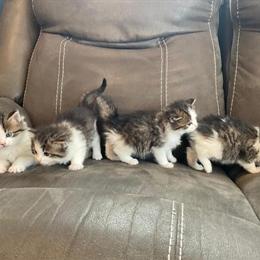 Maine Coon and Norwegian Kittens Available in Albany, ny