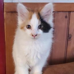 Maine Coon Kittens Available in Albany, ny