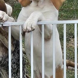 English Coonhound Lemmy Ready for a Forever Home in Fort Wayne, in