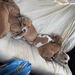 American Pit Bull Terrier Puppies - 9 Weeks Old in Mount Pleasant, mi
