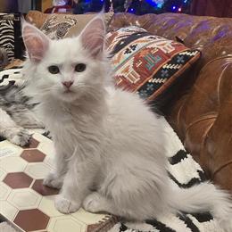 Maine Coon Kittens - One Female Left in Richmond, in