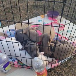 Pit Puppies Available in Newark, nj