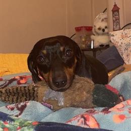 Dachshund Stud Service Available in Indianapolis, in