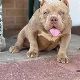 American Bully Stud Available in Plant City, fl