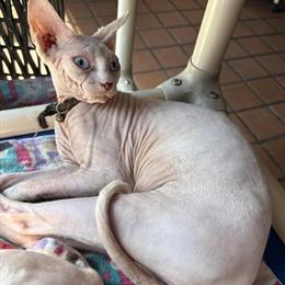 Female Sphynx Kitten Available in Englewood, fl
