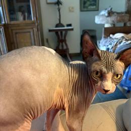 Male Sphynx Kitten Spot Available in Englewood, fl