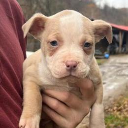 Female Pitbull Puppy Looking for a Good Home in Ashburn, va
