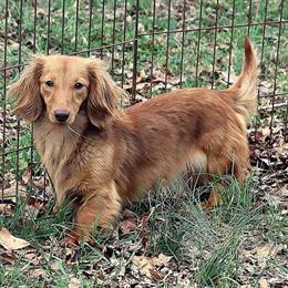 Looking for Miniature Dachshund Male Stud for Import Breeding in Harmony, nc