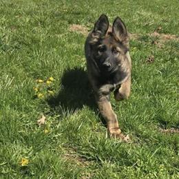 German Shepherd Puppies for Sale in Louisville, ky