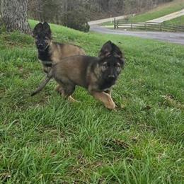 AKC Registered German Shepherd Puppies in Louisville, ky