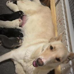 AKC German Shepherd Puppies Available in Louisville, ky