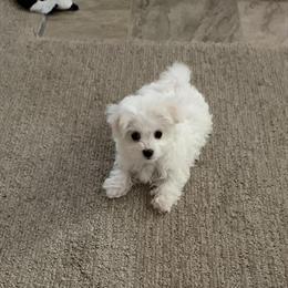 Maltese Spayed Puppy Looking for a Loving Home in Chaska, mn