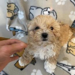 Bichon Frise Puppies Ready for New Homes in Hampshire, il