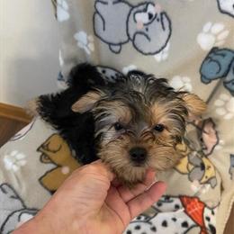 Yorkshire Terrier Toy Puppies Available in Hampshire, il