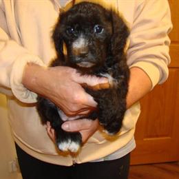 Cockapoo Mini - Gentle and Cute Puppies Available in Hampshire, il