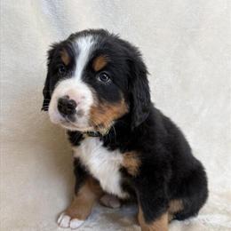 Bernese Mountain Dog Puppy for Adoption in Hillsdale, mi