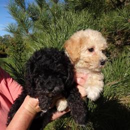 Bichon Frise Puppy - Cute and Playful in Hampshire, il