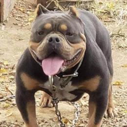 Pocket Bully Puppies Available for Forever Homes in Glasgow, ky