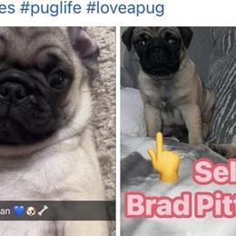 Pug Puppies Ready for Adoption in Salisbury, md